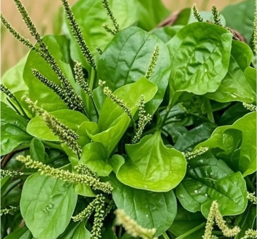 车茶草（车前草）